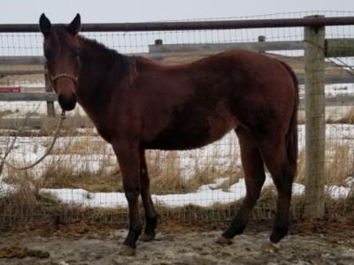 Paddys Gin Kenya JW <BR> AQHA 5927720